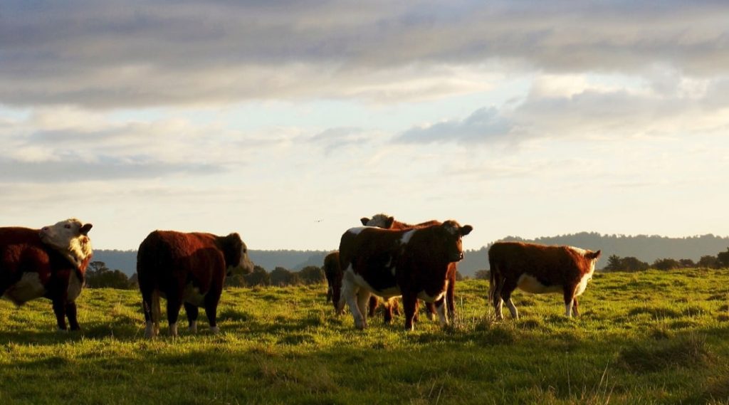 Wormer Facts about cattle worming JS Hubbuck Ltd