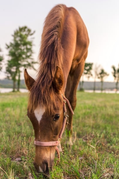 Horse feed