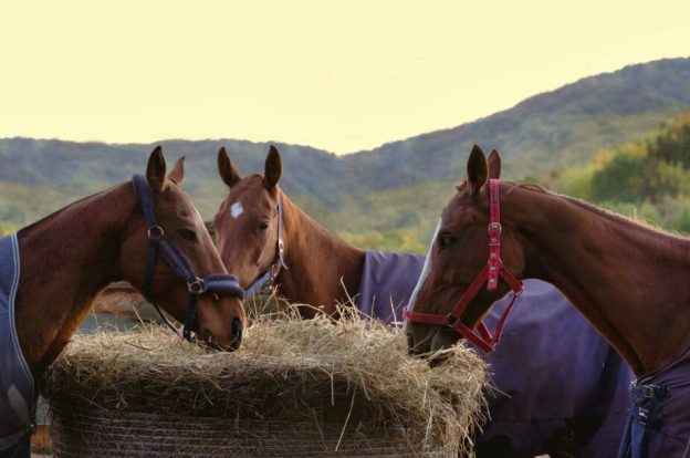 Horse feed